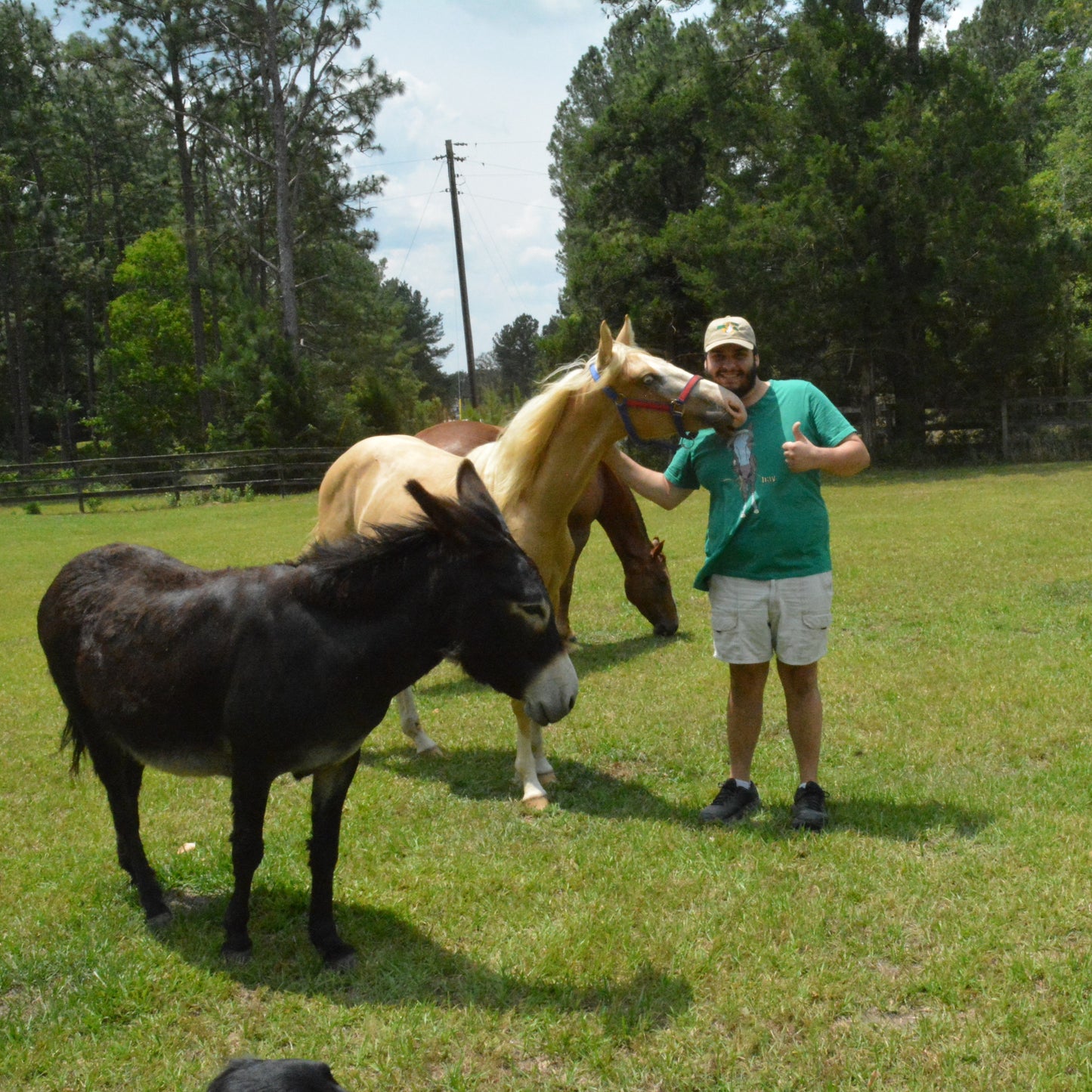 hay Horse Shirt