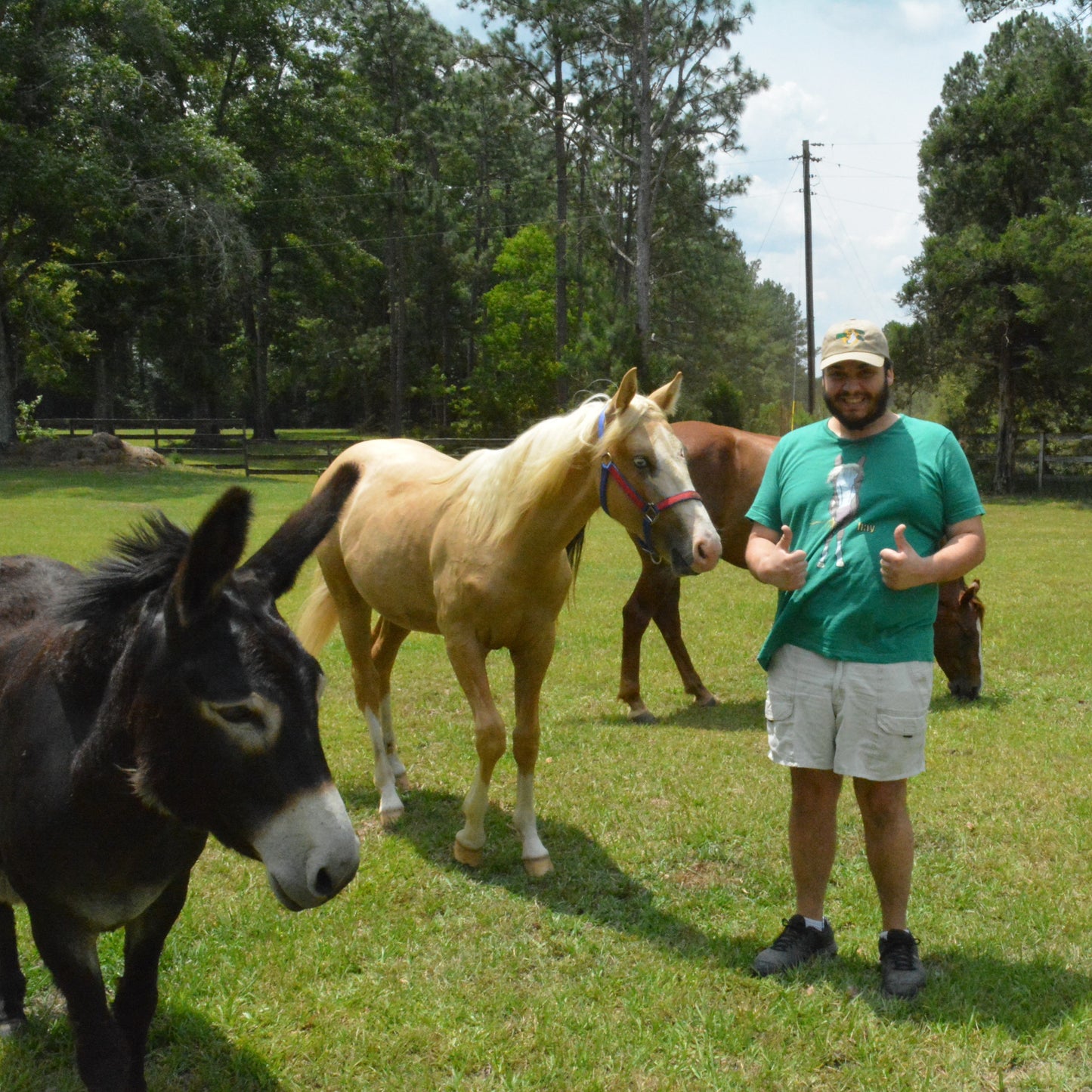 hay Horse Shirt